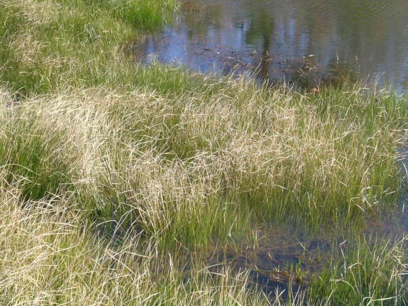 Aquatic Nuisance Species Management Plan Outdoor Alabama